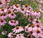 Winterhaard vaste planten, Ophalen, Zomer, Overige soorten, Volle zon