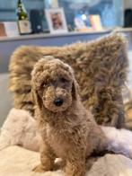 Middenslag Golden doedel zwart & blond, Parvo, Overige rassen, 8 tot 15 weken, Meerdere