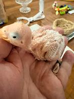 Te koop agapornis fischerie baby’s, Dieren en Toebehoren, Vogels | Parkieten en Papegaaien, Meerdere dieren, Dwergpapegaai of Agapornis