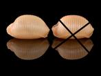 Schelpen: Cypraea childreni 18,8mm, Groter, Ophalen of Verzenden, Schelp(en)