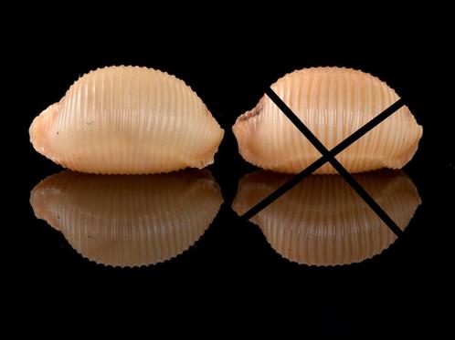 Schelpen: Cypraea childreni 18,8mm, Groter, Verzamelen, Mineralen en Fossielen, Schelp(en), Ophalen of Verzenden