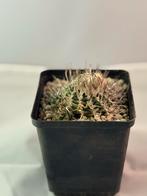 Turbinicarpus schmiedickeanus - Zeldzame Cactus, Tuin en Terras, Planten | Tuinplanten, Overige soorten, Volle zon, Vaste plant