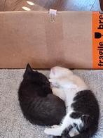 Kittens te koop, Dieren en Toebehoren, Katten en Kittens | Overige Katten, Meerdere dieren, Kortharig, 0 tot 2 jaar