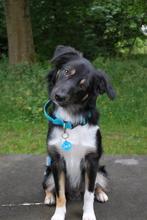 Dekreu border Collie x Australian Shepherd, Dieren en Toebehoren, 15 weken tot 1 jaar, Reu, CDV (hondenziekte), Eén hond
