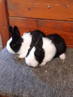 Jonge raszuivere Hollander konijntjes, 0 tot 2 jaar