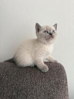 Britse Korthaar Kittens (Alles is Gereserveerd), Dieren en Toebehoren, Katten en Kittens | Raskatten | Korthaar, Poes, 0 tot 2 jaar