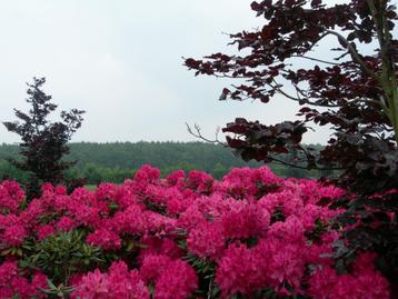 Rhododendrons beschikbaar voor biedingen