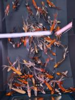 Import HQ Butterfly koi / Vlinderkoi 19 / 25 cm Koidreams, Dieren en Toebehoren, Vissen | Vijvervissen, Karper of Koi