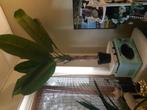 138 cm lang bananeplant  kunst, Ophalen of Verzenden, Overige soorten