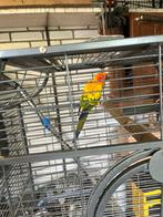 Te koop aangeboden zonparkieten, Dieren en Toebehoren, Vogels | Parkieten en Papegaaien, Meerdere dieren, Parkiet, Geringd