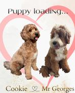 Autralian Labradoodle pups met stamboom, Overige rassen, Parvo, Meerdere, Meerdere dieren