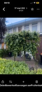 2 Platanen zonder blad in de herfst en winter, zelf uithalen, Tuin en Terras, Volle zon, Leiboom, Ophalen of Verzenden, Lente