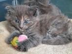 Ragdoll poes en kitten, Dieren en Toebehoren, Katten en Kittens | Raskatten | Langhaar, Poes, Gechipt, 0 tot 2 jaar