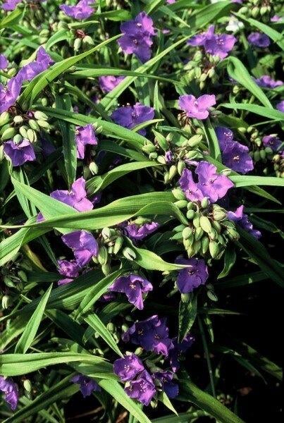 eendagsbloem  Tradescantia  'Zwanenburg Blue', Tuin en Terras, Overige soorten, Volle zon, Vaste plant, Ophalen of Verzenden