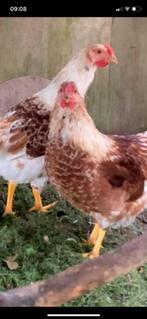 Jonge haan, Dieren en Toebehoren, Mannelijk, Kip