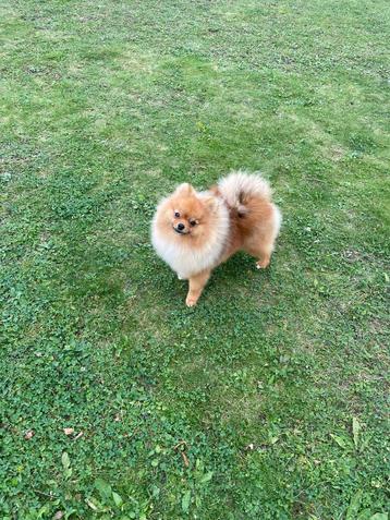 Pomeranian boy for sale beschikbaar voor biedingen