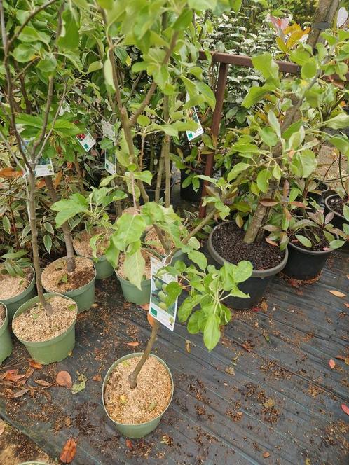 Biologisch gekweekte fruitbomen in soorten, Tuin en Terras, Planten | Struiken en Hagen, Overige soorten, Minder dan 100 cm, Ophalen