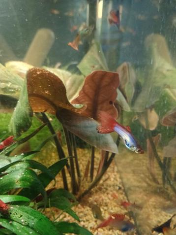 Oranje met zwart guppy male, 1 voor 0,4 euro beschikbaar voor biedingen
