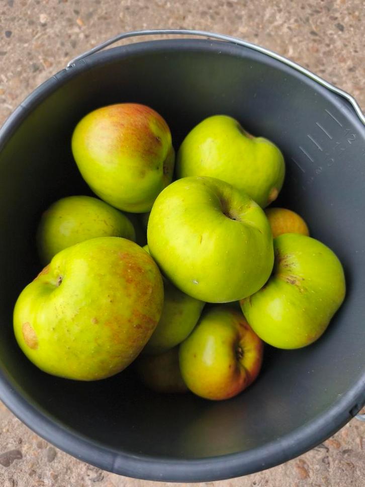 Zedelingen Appels - Onbespoten uit Eigen Boomgaard, Diversen, Levensmiddelen, Ophalen
