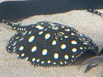 Potamotrygon Black Diamond pup vrouw, Dieren en Toebehoren, Vis