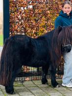 🩷Twee Prachtige gitzwarte shetlanders 🫶 92cm!!, Dieren en Toebehoren, Pony's, Merrie, Gechipt, A pony (tot 1.17m), 7 tot 10 jaar
