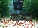 Bloddy mary garnalen €1,00 per stuk., Dieren en Toebehoren, Vissen | Aquariumvissen, Kreeft, Krab of Garnaal