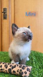 Mooie Siamees×Ragdoll katertjes GERESERVEERD, Kater, Ontwormd