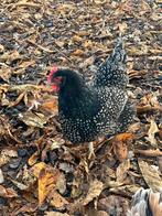 Hennen tot 25-11 gereserveerd, Dieren en Toebehoren, Vrouwelijk, Kip