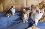 prachtige lieve kittens ragdoll x siberische kat, Meerdere dieren, Gechipt