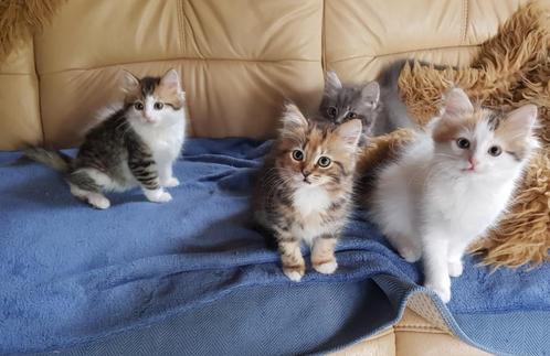 prachtige lieve kittens ragdoll x siberische kat, Dieren en Toebehoren, Katten en Kittens | Raskatten | Langhaar, Meerdere dieren