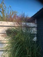 Gras met rode pluimen.2 mtr hoog, Tuin en Terras, Ophalen, Zomer, Siergrassen, Volle zon