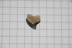 Haaientanden Boven-Krijt, Verzamelen, Mineralen en Fossielen, Ophalen of Verzenden, Fossiel