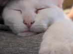 Een Gouden Mandje Gezocht, Dieren en Toebehoren, Katten en Kittens | Overige Katten, Poes, Kortharig, 3 tot 5 jaar