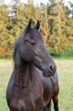 7-jarige Friese merrie te koop, Dieren en Toebehoren, Merrie, Gechipt, Niet van toepassing, 7 tot 10 jaar