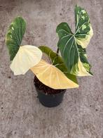 Philodendron Gloriosum variegata, Huis en Inrichting, Kamerplanten, Ophalen of Verzenden, Overige soorten, Minder dan 100 cm