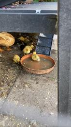 Kwaker kuikens, Dieren en Toebehoren, Pluimvee, Geslacht onbekend, Eend