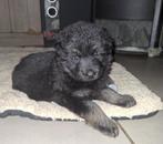 4 oud duitse herder reutjes, Dieren en Toebehoren, België, Particulier, Reu, 8 tot 15 weken