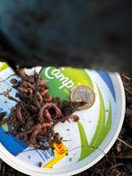 Mestpiertjes compostwormen composthoop viswormen wormen, Ophalen, Nieuw, Overige typen