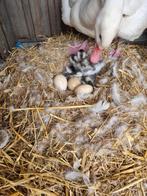 Coscoroba   Australische casarca.s   en  bruine kwakers gezo, Dieren en Toebehoren, Pluimvee, Meerdere dieren, Eend