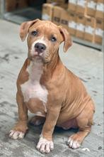 American Bully xl met stamboom, Overige rassen, CDV (hondenziekte), 8 tot 15 weken, Teef