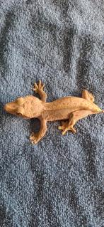 Wimpergekko, Hagedis