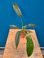Philodendron 69686 p6, Ophalen of Verzenden, Halfschaduw, Minder dan 100 cm
