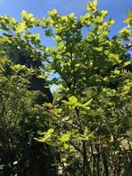 Beukenhaag struik , ongeveer 280 cm hoog . Bonzai-look . sta, Tuin en Terras, Planten | Struiken en Hagen, Ophalen, Beukenhaag