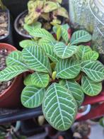 Euphorbia leuconeura zaailingen (Madagascar Jewel), Huis en Inrichting, Kamerplanten, Ophalen