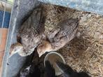 2 jonge pauwen, Meerdere dieren