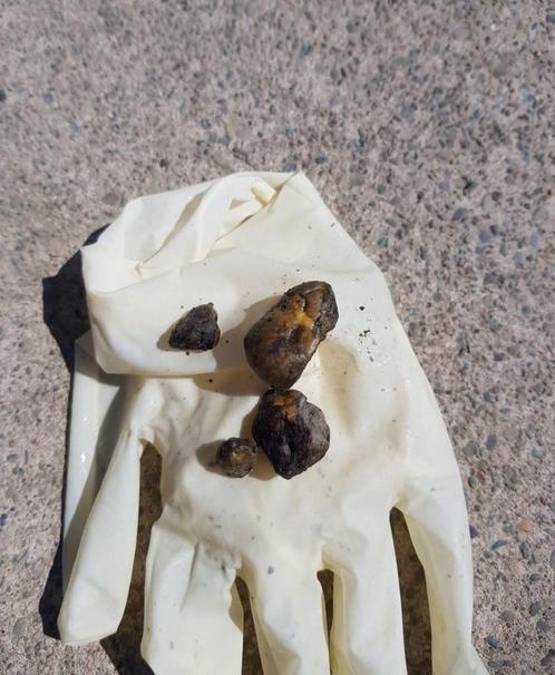 Koker schoonmaken – Ruin of hengst (op locatie), Diensten en Vakmensen, Dieren | Paarden | Verzorging, Oppas en Les
