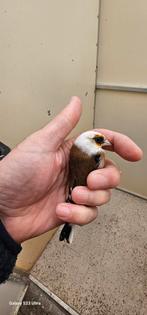 Parva Klein putter Vogels Zitten buiten, Dieren en Toebehoren, Meerdere dieren