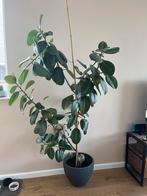 Ficus elastica (rubberplant), Huis en Inrichting, Kamerplanten, Ophalen, Ficus, Halfschaduw