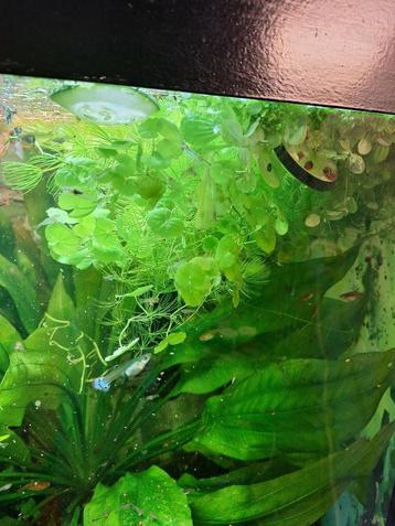 Mooie kleurrijke guppy's volwassen halfwas en baby's beschikbaar voor biedingen