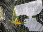 T.e.a.b Koi karpers, Karper of Koi